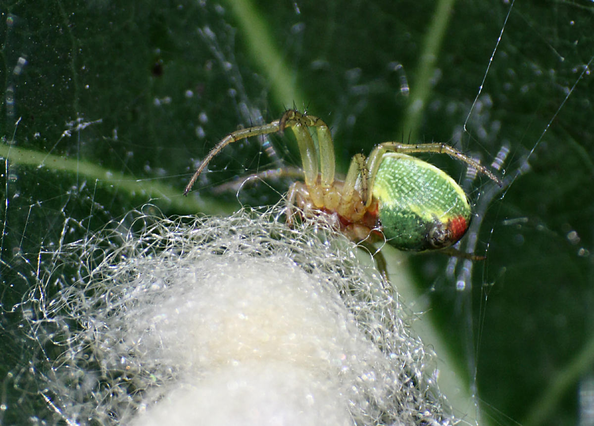 Araniella sp. - Lesmo (MB)